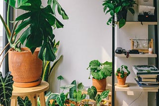 Best Air-Purifying Houseplants to Keep your Home Fresh.