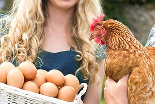 Tavukların yumurta verimi nasıl artar ?