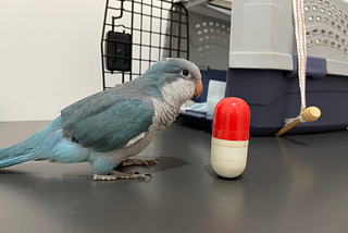 Parro’Talks Health — How do I know if my parrot is sick?