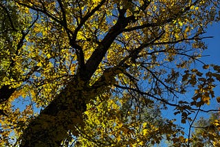 A sun back-lit silver maple tree in October