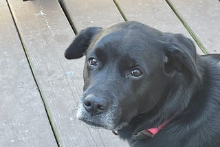 Willow Walked The Rainbow Bridge