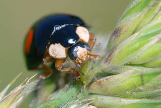 Ladybirds can deliver killer fungus packages to enhance pest control