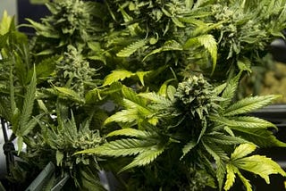 Uruguai produzirá 6 toneladas de maconha legal por ano, a US$ 1,40 o grama