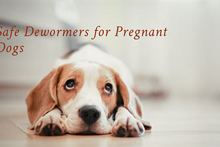 Which Dewormer is Safe for Pregnant Dogs?