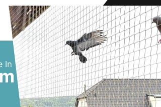 Best Bird Net Installation Service in Gurugram — Networks Bird Net