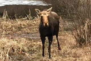 Easter in Algonquin