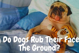 Why Do Dogs Rub Their Faces On The Ground? 10 Of The Most Common Reasons |