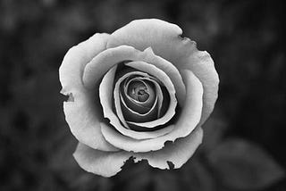 Introduction to Genetic Algorithm (Unsupervised Learning): generate a Rose