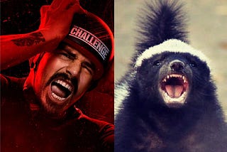 Let’s Compare: Animals Edition — Jordan Wiseley and the Honey Badger