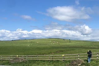 Cliffs of Moher, looking back onto fields of sheep.
