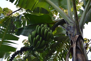 Pursuit of Perfect Bananas and Its Cost