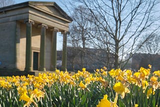 daffodils in st georges field