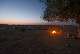 Sheep and wool of the arid west of India