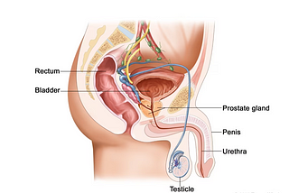 Čo je prostatická žľaza a aké funkcie vykonáva?