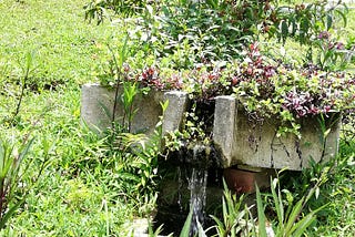 Gravity-fed fountain, water, herbs, plant, farm