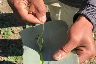 The Truth About Moroccan Sabra: Everything You Ever Wanted To Know About the Mythical Cactus Silk…