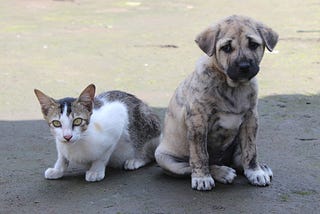 6 Signs of Cat and Dog Fever