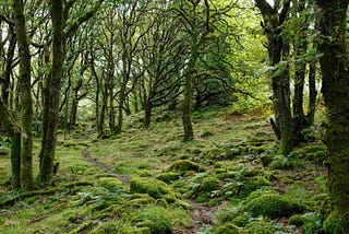 Forests and Climate Leaders’ Partnership (FCLP)