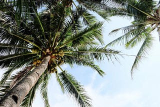 Coconuta Water