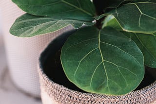 How to Cultivate and Maintain a Fiddle-Leaf Fig