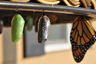 Green chrysalis and monarch butterfly