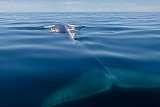 La (¿falsa?) soledad de la ballena