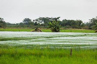 A rice field with green and white, and trees in the background against a grey and white sky.