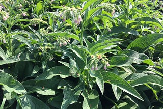 Herb Magick: Comfrey