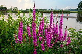 Purple Loosestrife — Health Benefits of a Common Weed