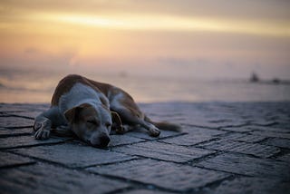 Want to Help Rescued Dogs While You Travel? Here’s How.