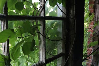 Green vines overtaking a window of a weathered and abandoned home.