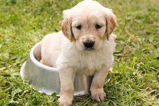 What to Feed a 4-Week-Old-Puppy