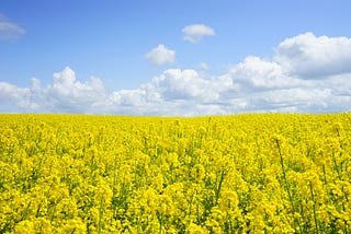 Hay fever getting you down? Try these Natural Approaches.