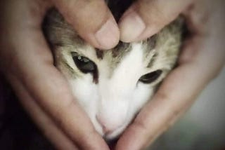 Hooman’s creating a heart with hands keeping the cat’s face inside as a symbol of Love.