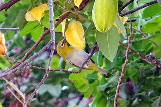 Suara Burung Pleci