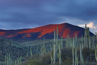 Focusing business operations: Aim for a forest of cacti