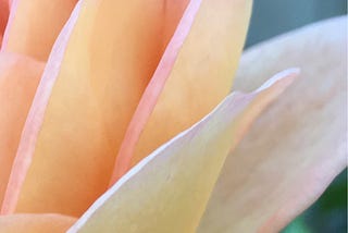 A not-so-sweet Magnolia