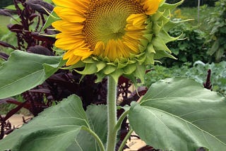 What to Learn from a Sunflower