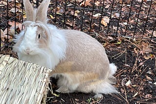 Lady Pancakes the Rabbit and related Spring Metaphors… Between metaphors and reality: suggestions…