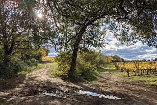 LAS VEDAS (TER) : PORTRAIT