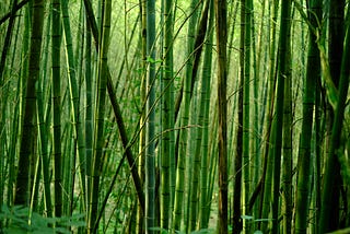 3 Reasons Why Bamboo Is a Great Sustainable Material, by Dr. Erlijn van  Genuchten, The Environment