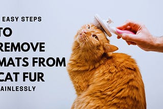 How to Remove Mats from Cat Fur Painlessly in 6 Easy Steps