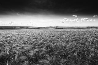 Fifteen Years Ago, I Lost My Friends To A Corn Field. This Is What Happened