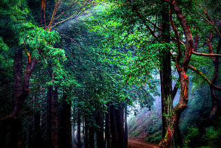 Mystical Forest, Mill Valley, California