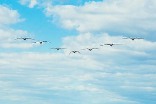 Seagulls flying in a v-formation through a blue sky with white clouds
