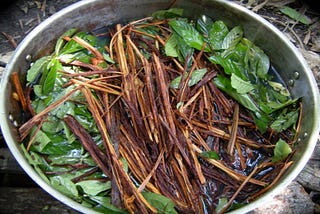 Ayahuasca | A Story of Life and Death