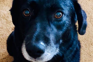 Dogs and the Art of Unconditional Love