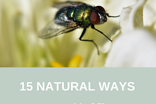 How to Get Rid of Flies in Your Home Effectively