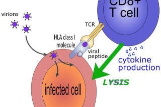 Anti-Viral Vaccine Strategies Therapeutic, Prophylactic Or Challenge; The Best Approach