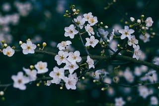 Spring Flowers in Germany